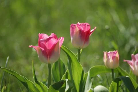 Pink tulips Stock Photos