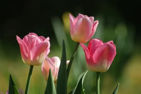 Pink tulips Stock Photos
