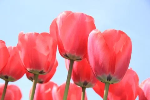 Pink tulips Stock Photos