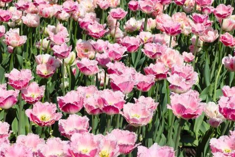 Pink tulips Stock-Fotos
