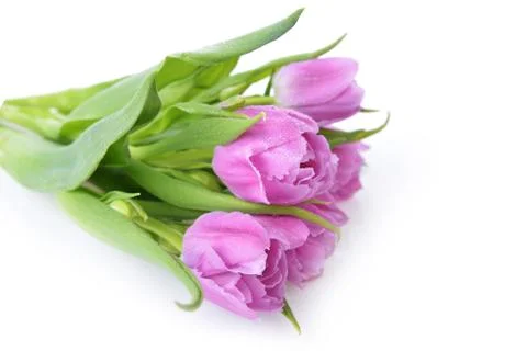 Pink tulips Stock Photos