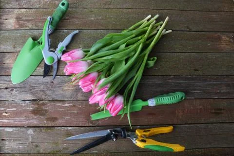 Pink tulips Stock Photos