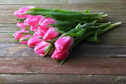 Pink tulips Stock Photos