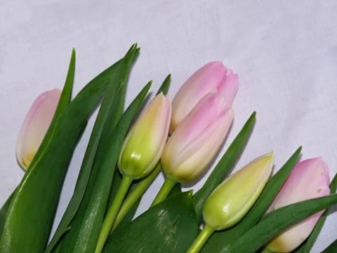 Pink tulips Stock Photos