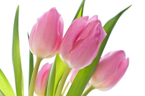 Pink tulips Stock Photos