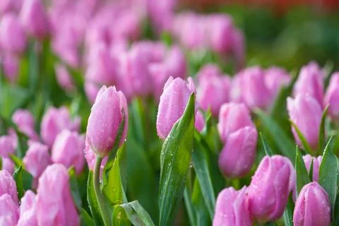 Pink tulips Stock Photos