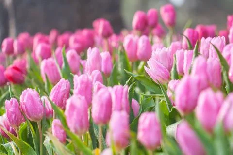 Pink tulips Stock Photos