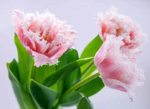 Pink tulips Stock Photos