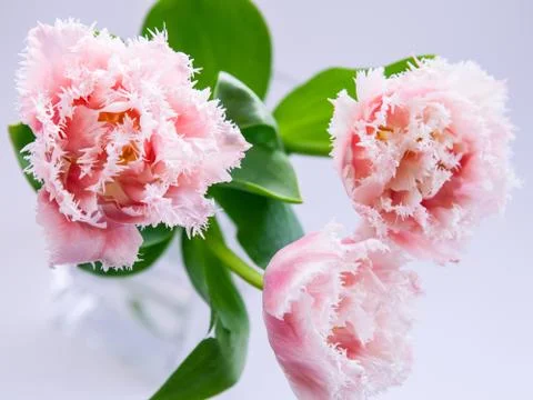 Pink tulips Stock Photos