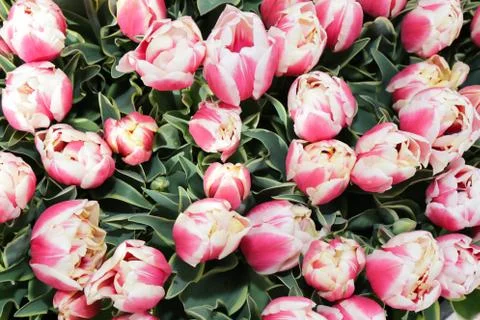 Pink tulips Stock Photos