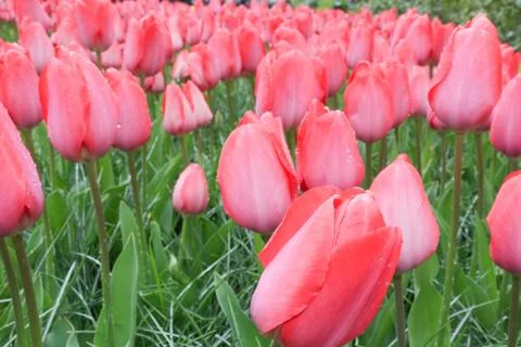 Pink tulips Stock Photos