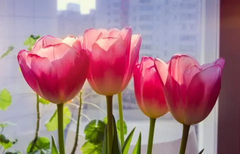 Pink tulips Stock Photos
