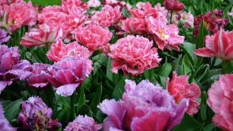 Pink tulips. Stock Photos