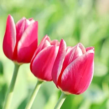 Pink Tulips Stock Photos