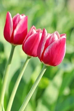 Pink Tulips Stock Photos