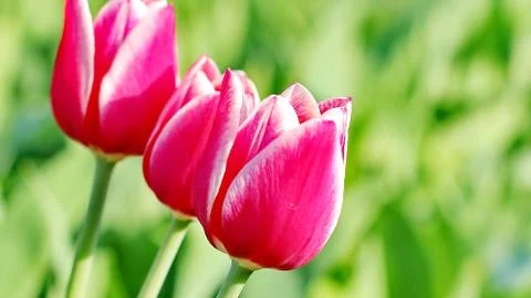 Pink Tulips Stock Photos