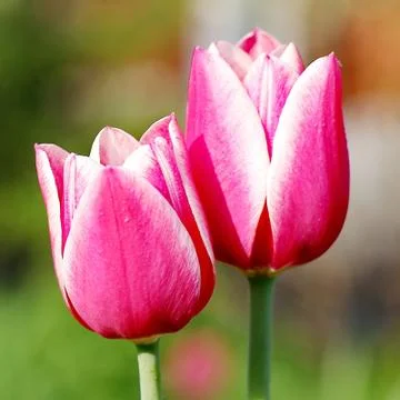 Pink Tulips Foto stock