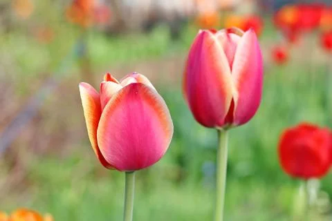 Pink Tulips Stock Photos
