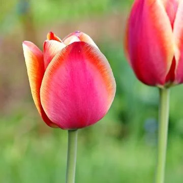 Pink Tulips Stock Photos
