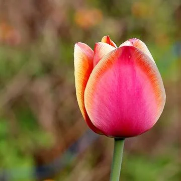 Pink Tulips Foto stock