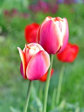 Pink Tulips Stock Photos