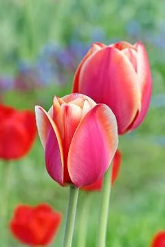 Pink Tulips Stock Photos