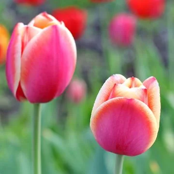 Pink Tulips Stock Photos