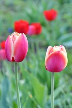 Pink Tulips Stock Photos