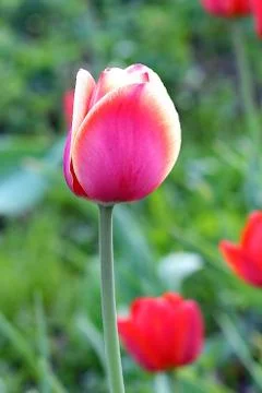 Pink Tulips Stock Photos