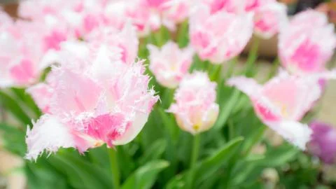 Pink tulips Stock Photos
