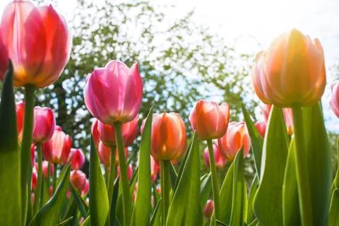 Pink Tulips Foto stock