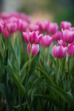 Pink Tulips Stock Photos