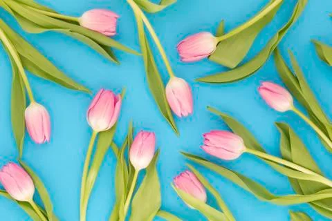 Pink tulips Фото