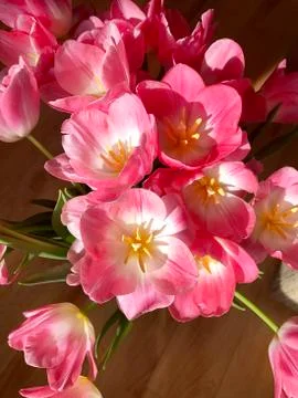 Pink tulips. Stock Photos