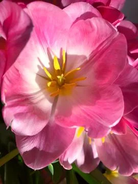 Pink tulips. Stock Photos