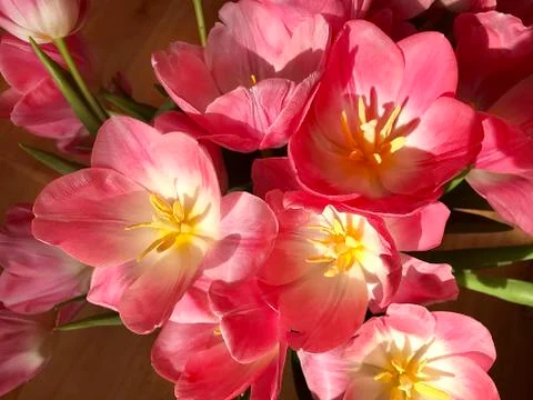 Pink tulips. Stock Photos