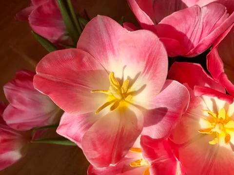 Pink tulips. Stock Photos