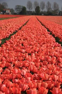 Pink tulips Stock Photos
