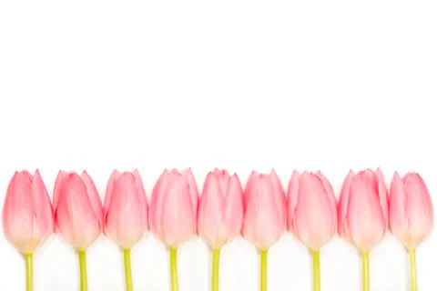 Pink tulips Фото