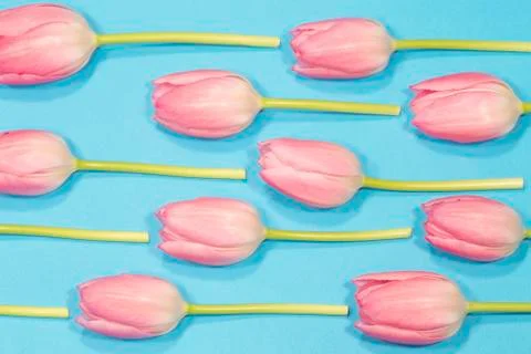 Pink tulips Stock Photos
