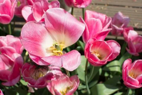 Pink tulips Stock Photos