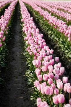 Pink tulips 스톡 사진