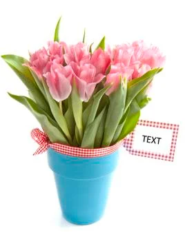 Pink tulips Stock Photos