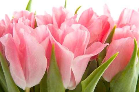Pink tulips Stock Photos