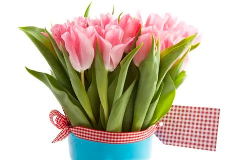 Pink tulips Stock Photos