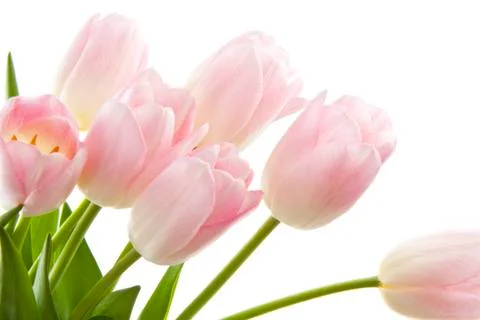 Pink Tulips Stock Photos