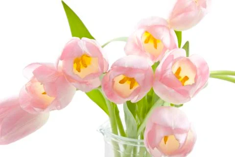 Pink tulips Stock Photos