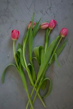 Pink tulips Stock Photos