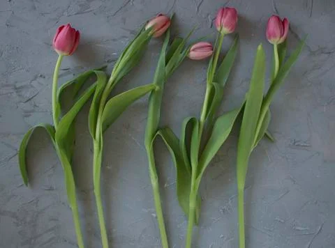 Pink tulips Stock Photos
