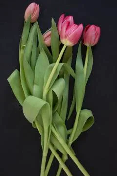 Pink tulips Stock Photos